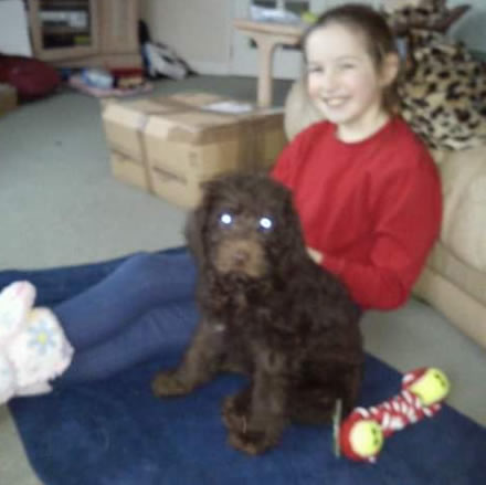 pedigree labradoodle puppies for sale kent