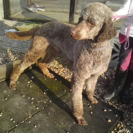labradoodle puppies for sale rochester medway kent