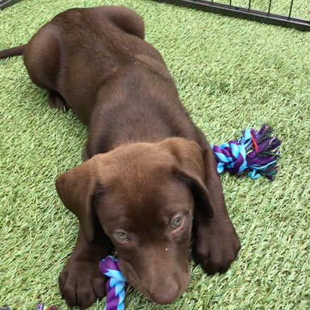 chocolate labrador puppies for sale chatham medway kent