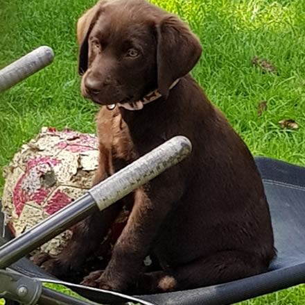 labrador puppies for sale stroud kent medway