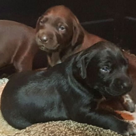 german shorthair pointer puppies for sale rochester