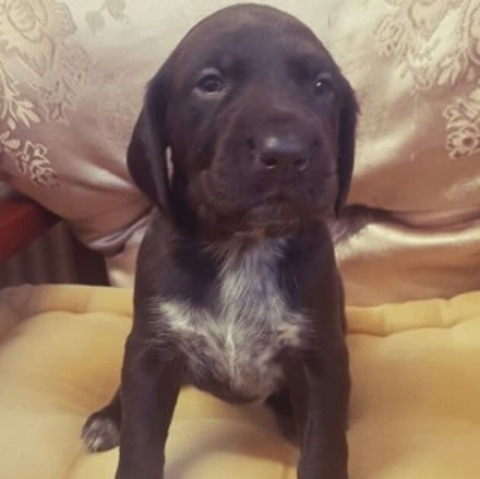 german shorthair pointer puppies for sale in kent