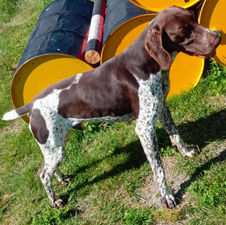 german pointer puppies for sale chatham stroud rochester kent medway