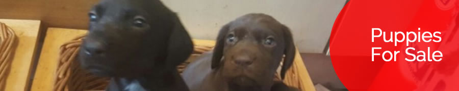 british short hair kittens chocolate labrador labradoodle puppies for sale kent