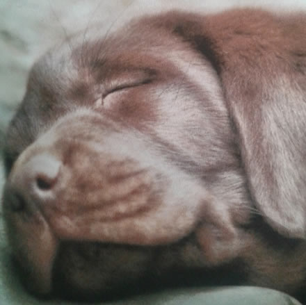 labrador puppies for sale kent