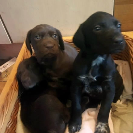 pedigree german shorthair pointer puppies for sale kent