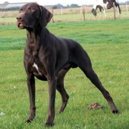 german shorthair pointer puppies for sale medway